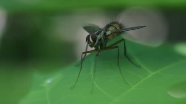 自然界中的昆虫 有毒昆虫 叶上的Wasp Polistes Nipponensis Saussure — 图库视频影像