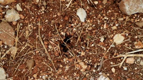 Ants Entering Leaving Anthill — Stock Video