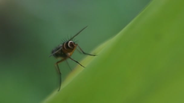 Wespe Polistes Nipponensis Saussure Auf Blättern Insekten Der Natur Giftige — Stockvideo