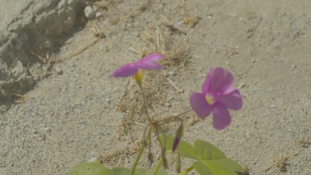 Desert Flower Gentle Breeze — Stock video