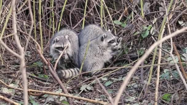 Portátiles Tres Mapaches Sentados Juntos Suelo Buscando Comida Comiendo Rodeados — Vídeo de stock