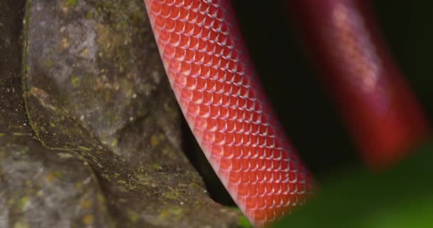 Magnificamente Brilhante Cobra Coral Vermelho Desliza Torno Ramo Vegetação Floresta — Vídeo de Stock