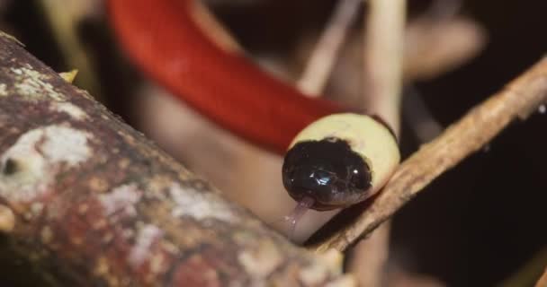 Δηλητηριώδες Κόκκινο Κοραλλιογενές Φίδι Κινείται Καθώς Γλείφει Διχαλωτή Γλώσσα Νιώθοντας — Αρχείο Βίντεο