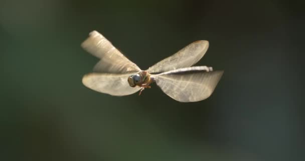 Libellula Libellula Con Sfondo Verde Tiene Ferma Poi Vola — Video Stock