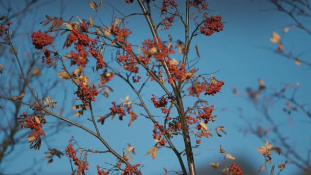Close Rowan Tree Bright Leaves Berries Clear Blue Sky Background — Stock Video