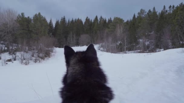 Alaska Malamute Dog Looking Snowy Forest Landscape Vikan Indre Fosen — Stockvideo
