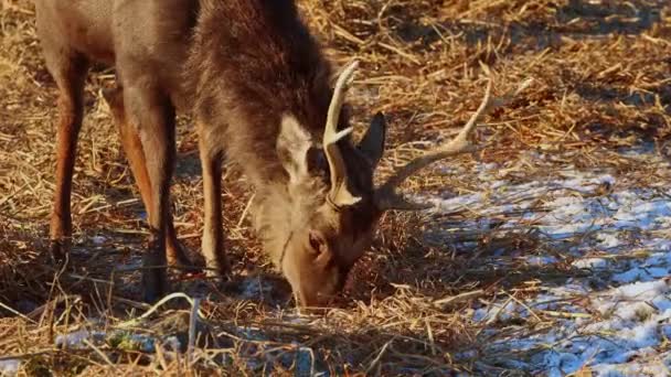Wild Hert Winter Eten Zonlicht Park Close Ultra Uhd — Stockvideo