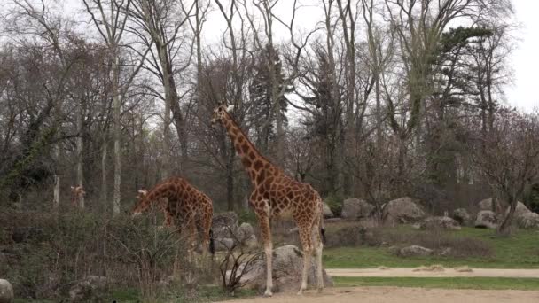 Žirafy Zoo Parku Zvířata Dlouhým Krkem Jedí Listí Safari Africe — Stock video