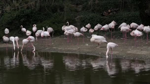 粉红火烈鸟睡在一个小池塘边 在浅水里吃 — 图库视频影像