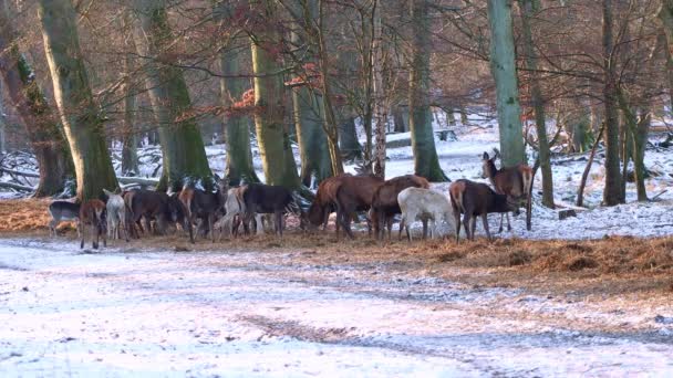 Wild Deer Park Groupe Hiver Cher Brun Blanc Ultra Uhd — Video