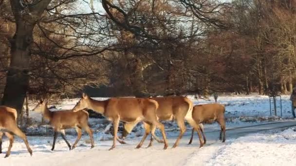 Wildhirschgruppe Wandert Durch Wintersonnenlichtpark Ultra Uhd — Stockvideo