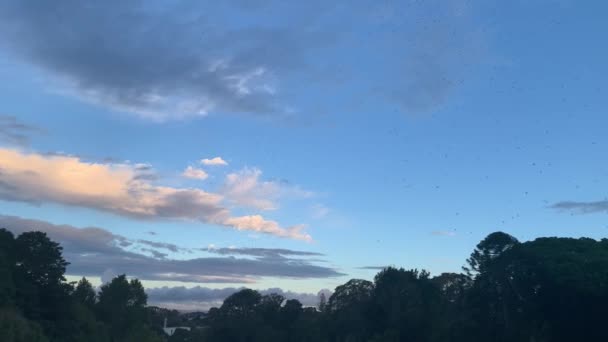 Swarm Gnats Hovering Dusk Public Park Auckland New Zealand — стоковое видео