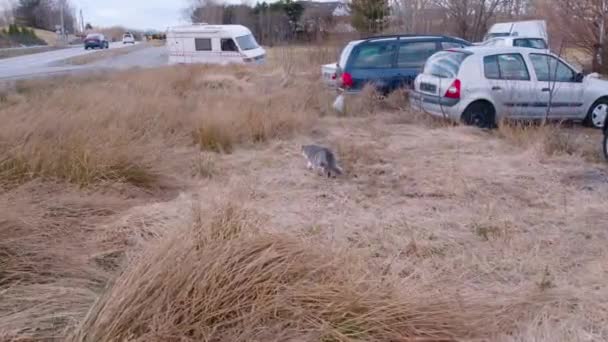 Gato Caza Hierba Entre Los Coches — Vídeo de stock