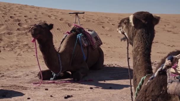 Reizigers Kameel Cavaran Rusten Hete Zand Sahara Woestijn Marokko Handheld — Stockvideo