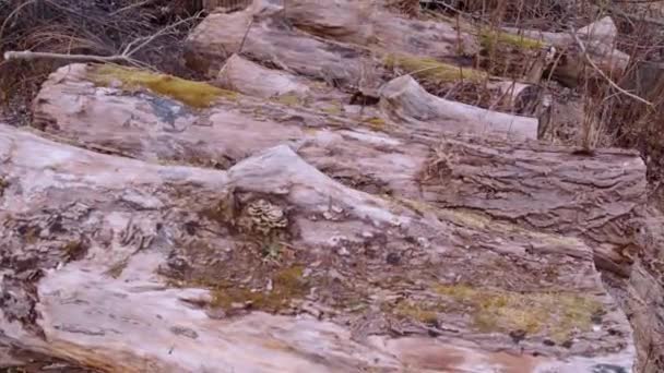 Grumes Vieux Bois Qui Est Presque Pourri — Video