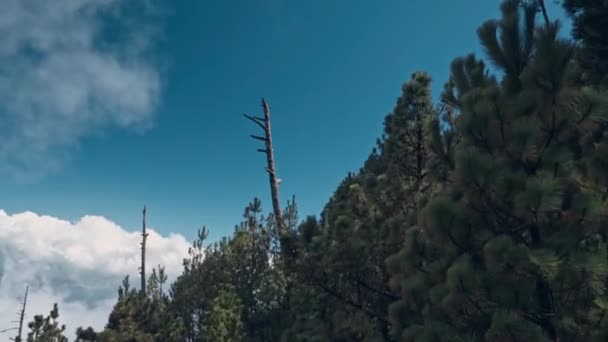 Nopeasti Lentävä Pilvi Mäntymetsän Yllä Guatemalassa Käsikäyttöinen Näkymä — kuvapankkivideo