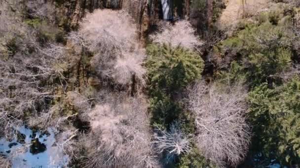 Drone Volando Sobre Nieve Árboles Mixtos — Vídeos de Stock