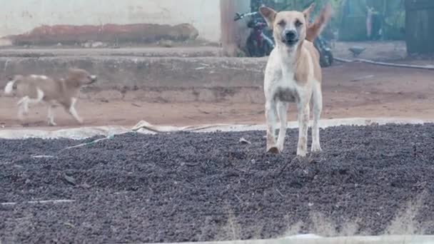 Perros Callejeros Mamá Protectora Ladrando Hacia Cámara Entorno Rural Mano — Vídeos de Stock