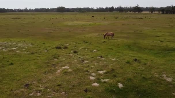 Aerial Drone Orbiting Isolated Wild Horse Grazing Buenos Aires Countryside — Vídeo de Stock
