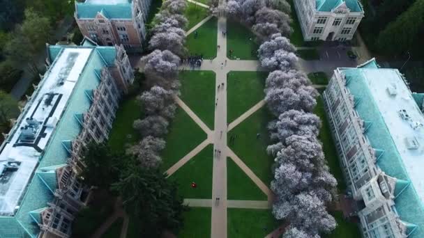 Aerial Rising University Washington Cherry Blossoms Circa 2016 — Stock Video