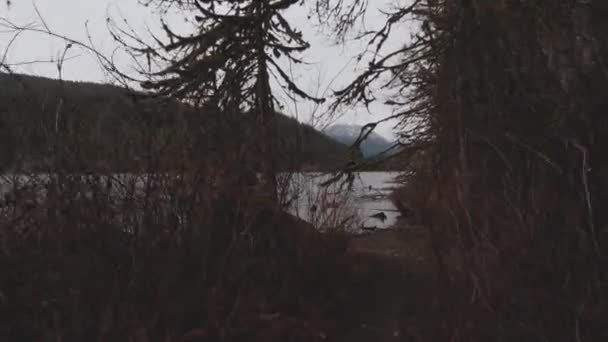 Vacker Igenvuxen Park Spår Som Leder Genom Tjock Vegetation Mot — Stockvideo