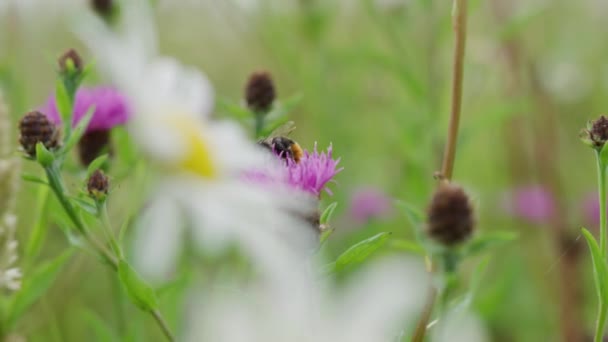 Bin Som Flyger Från Klarlila Blomma Till Annan Jakt Efter — Stockvideo