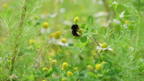 Donkere Bij Kruipt Helder Gele Bloem Oppervlak Verzamelen Stuifmeel Volledige — Stockvideo