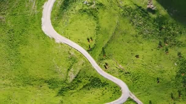 Περιστρεφόμενο Drone Shot Cows Βόσκηση Αλπικά Λιβάδια Μια Curvy Gravel — Αρχείο Βίντεο