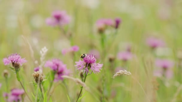 Pszczoła Zbadać Czołgać Się Zapylać Jasne Purpurowe Dzikie Kwiaty Powierzchni — Wideo stockowe