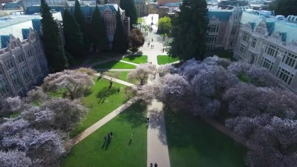 Revealing Aerial Cherry Blossoms University Washington — Wideo stockowe