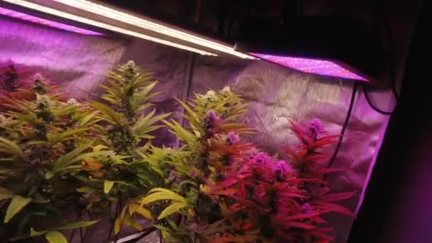 Plantas Maduras Cannabis Com Folhas Soprando Vento Crescendo Sob Luzes — Vídeo de Stock