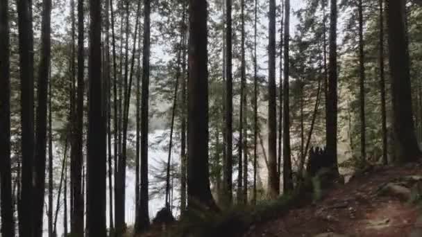 Tät Natur Skog Bredvid Sjö Fridfull Dimma Lugnande Dimma Pov — Stockvideo