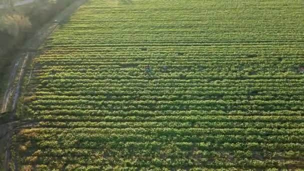 Luchtfoto Van Groen Landbouwgebied Panoramische Luchtbeelden Van Het Landbouwlandschap — Stockvideo