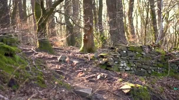 Viejo Muro Piedra Bosque Tranquilo — Vídeo de stock