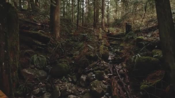 Νερό Ρέει Κάτω Βραχώδες Φυσικό Δάσος Ρυάκι Κατάφυτη Βρύα Φτέρες — Αρχείο Βίντεο