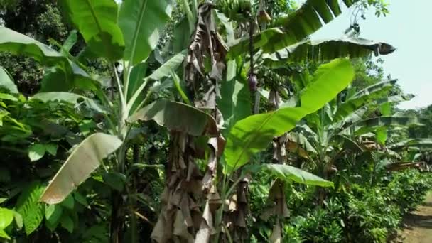 Aerial View Front Banana Tree Sunny Africa Ascending Drone Shot — Wideo stockowe