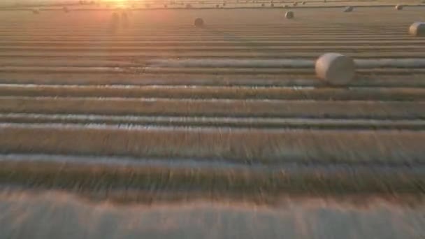 Pola Ryżowe Zbiorach Ryżu Podczas Zachodu Słońca Pole Ryżowe Przecięciu — Wideo stockowe