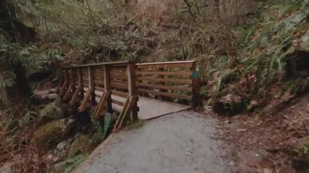 Hiking Well Maintained Gravel Trail Dense Forest Pov Looking Panning — Stockvideo