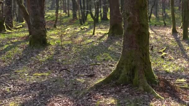 Árvores Uma Floresta Pinheiro Luz Manhã Baixa — Vídeo de Stock