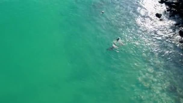 Aerial View Man Diving Spear Catching Fish Turquoise Sea Sao — Vídeo de Stock