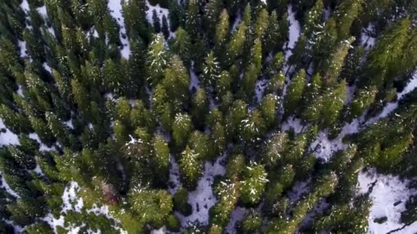 Top Aerial Shot Evergreen Forest Covered Snow — Stockvideo