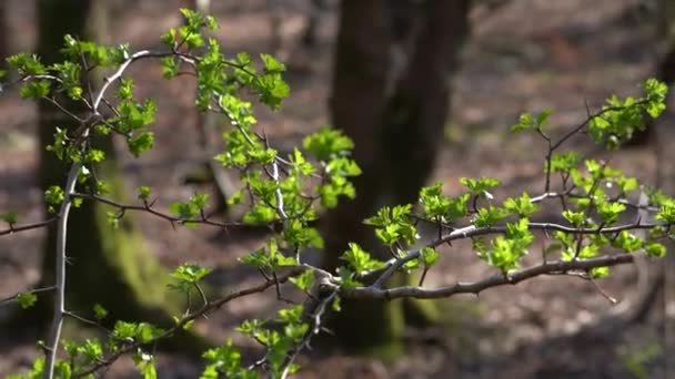 Lush Green Branch Leaves Woodland — Stock videók