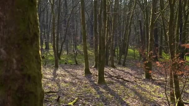 Sabahları Huzurlu Sık Bir Çam Ormanı — Stok video