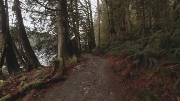 Hiking Trail Anmore Buntzen Lake Recreation Area Park Leading Green — Wideo stockowe