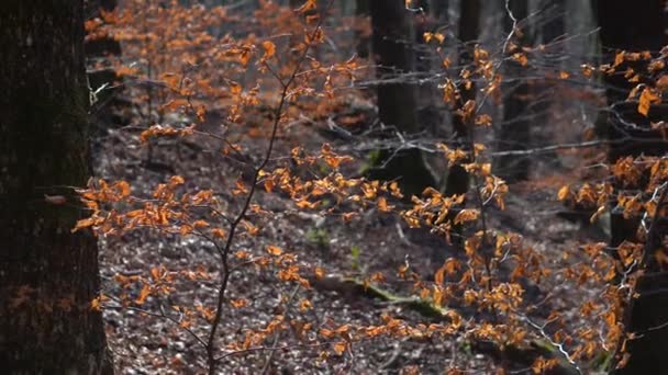 Dry Orange Leaves Dark Pine Forest — Stock Video