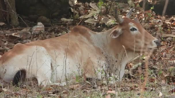 Vaca Relajándose Bosque — Vídeos de Stock