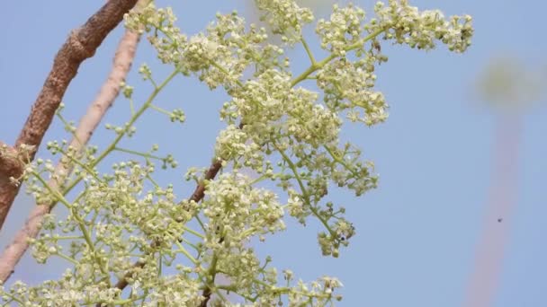 Garuga Pequenas Flores Área Floresta — Vídeo de Stock