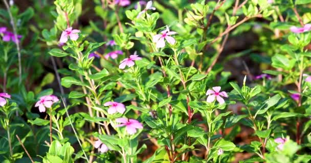 Wild Pink Flowers Growing Spring Slight Breeze Close Zoom Shot — Stockvideo