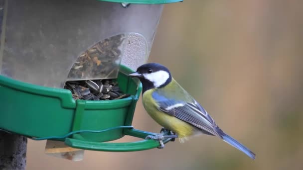 Great Tit Parus Major Їсть Насіння Годівниці Птахів Природному Парку — стокове відео