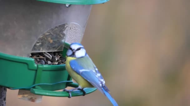 Great Tit Parus Major Eating Sunflower Seeds Bird Feeder Close — Stok video